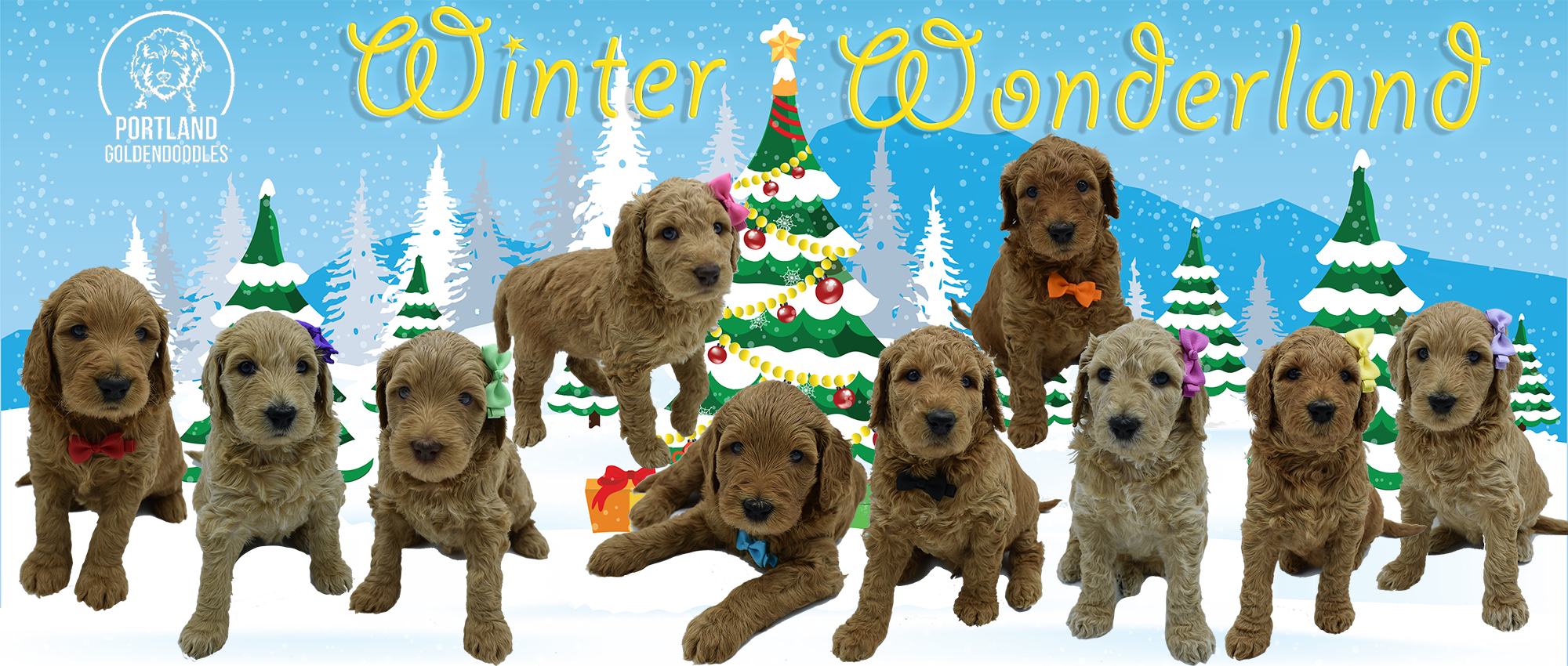 goldendoodle puppies portland oregon