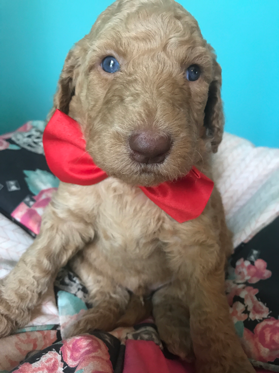 Goldendoodle Puppy Registration