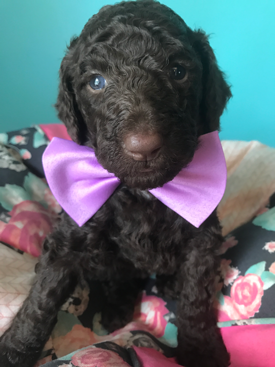 Goldendoodle Puppy Registration