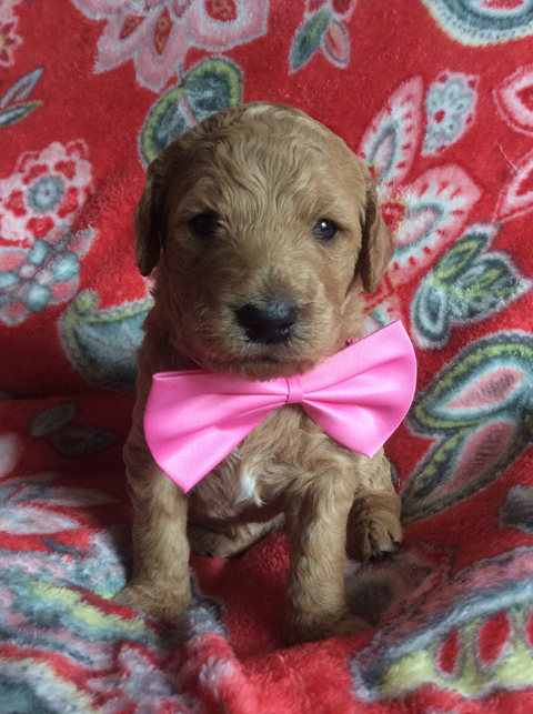 Goldendoodle Puppy Registration