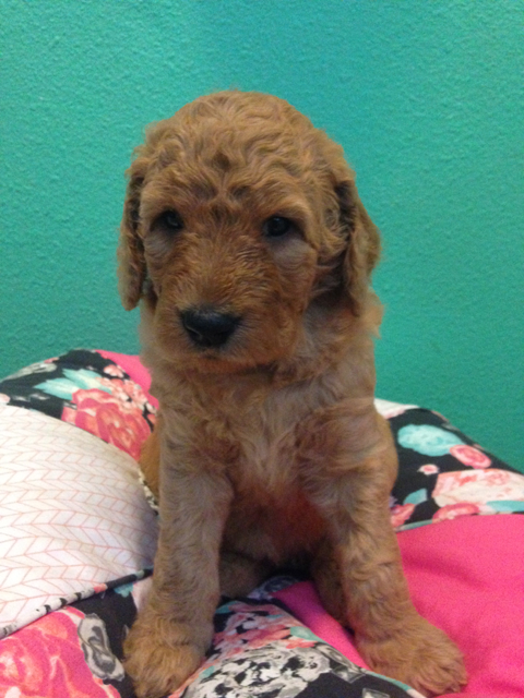 Rare 3rd Generation Goldendoodle Puppy Orange