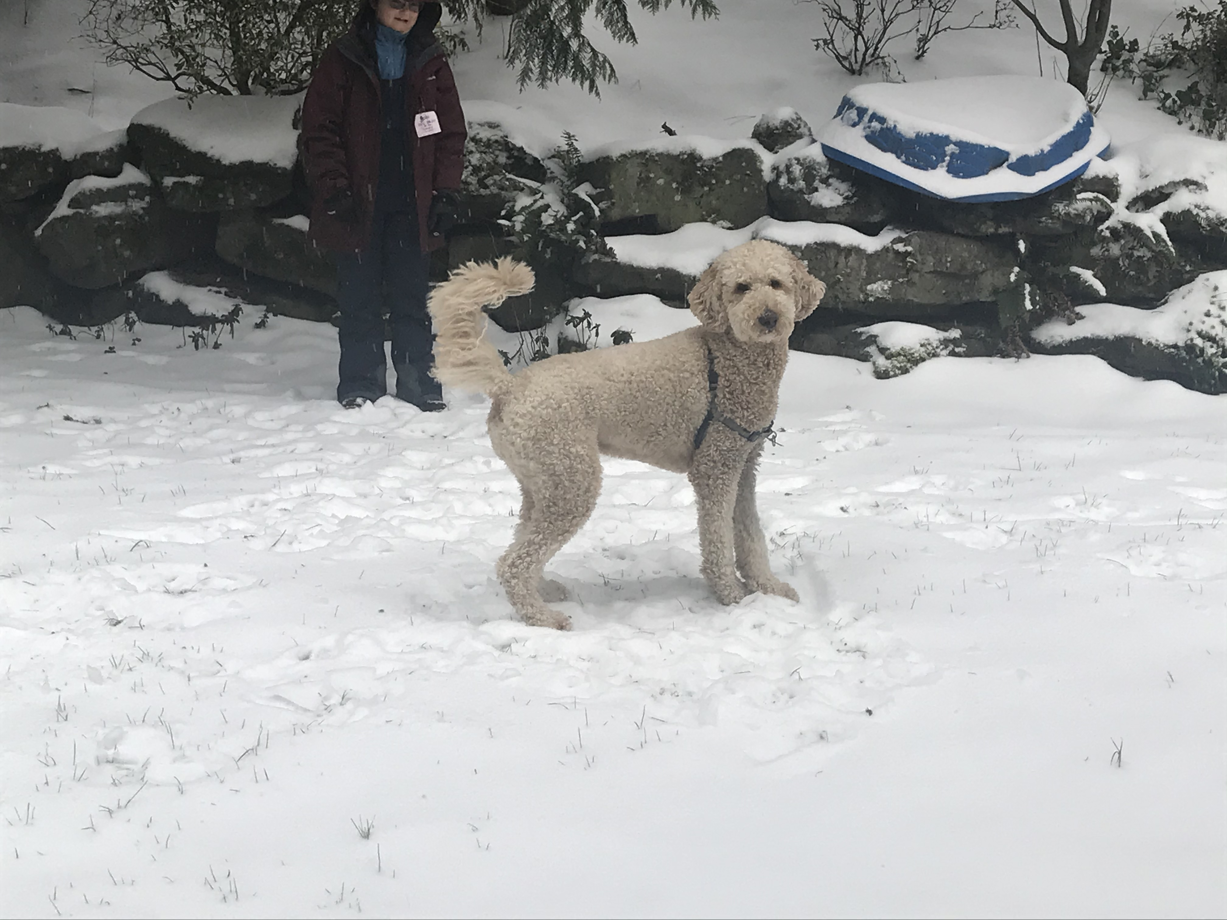 portland goldendoodles