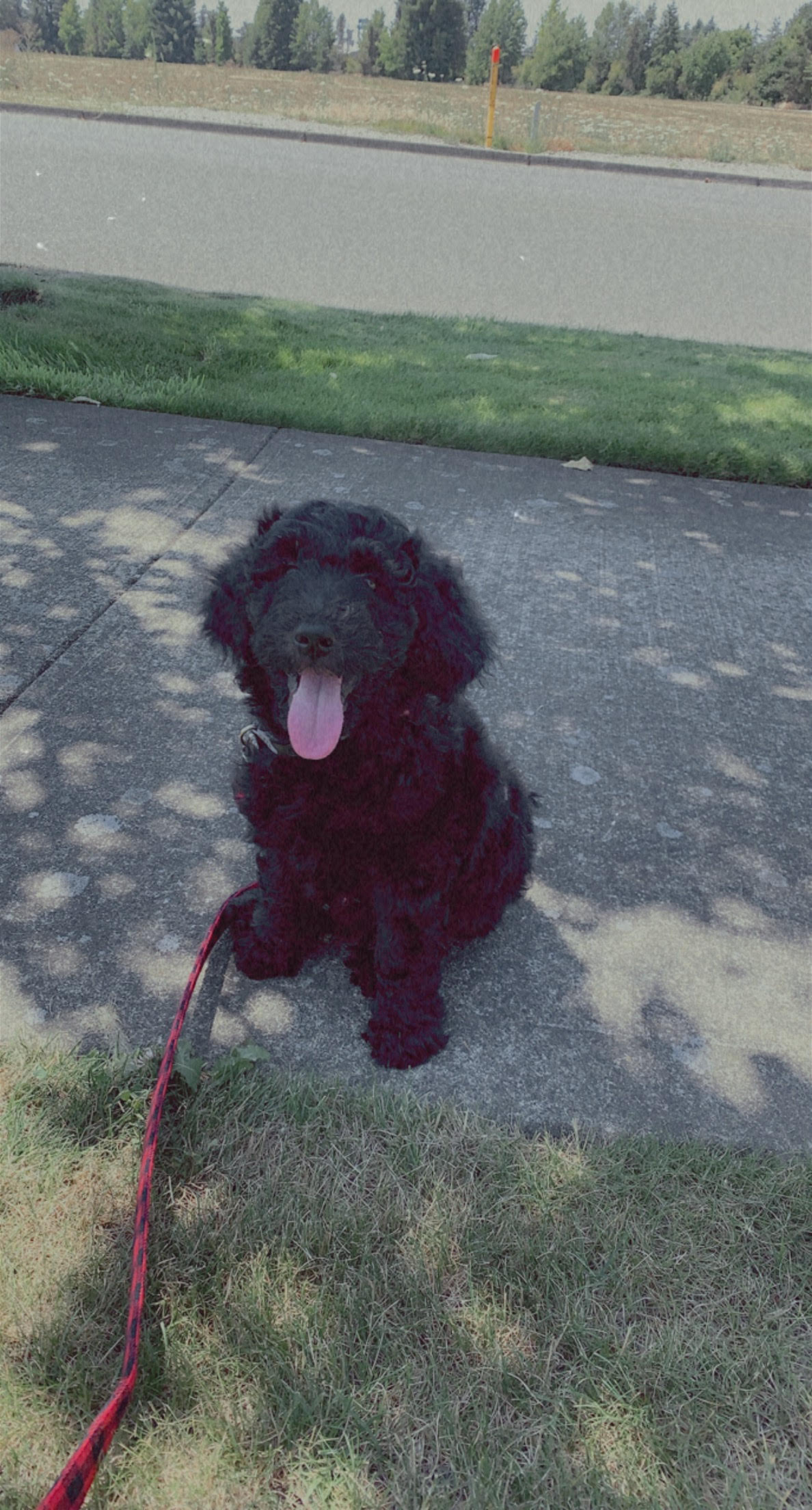 portland goldendoodles